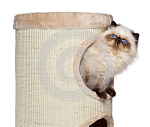 Cute persian colourpoint kitten is looking out from a cat tower