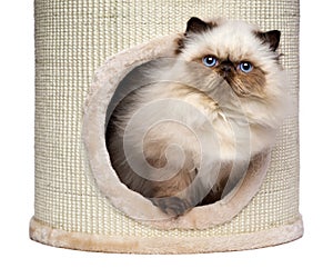 Cute persian colourpoint kitten is looking out from a cat tower