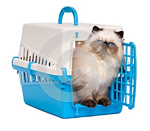 Cute persian colourpoint kitten looking out from a pet crate