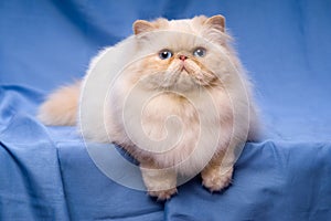 Cute persian cream colorpoint cat is lying on a blue background