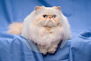 Cute persian cream colorpoint cat is lying on a blue background