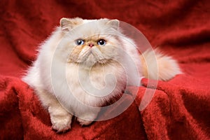 Cute persian cream colorpoint cat is lying on a red velvet