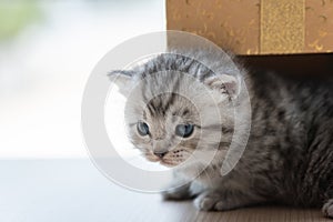 Cute persian kitten in box