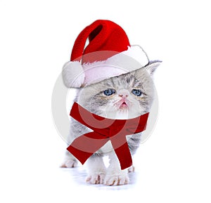 Cute persian kitten with christmas hat on isolated white background