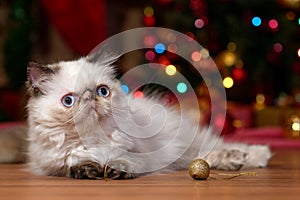 Cute persian kitten in front of a Christmas tree