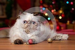 Cute persian kitten is playing with Christmas balls