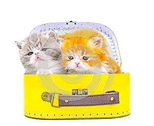 Cute persian kittens  inside a suitcase  on isolated white background