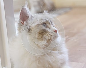 Cute Persian Munchkin cat in white and grey color and blue eyes.