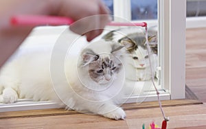 Cute Persian Munchkin cat, in white and grey color, playing toy