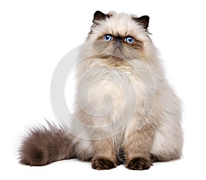 Cute persian seal colourpoint kitten is sitting frontal