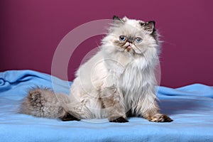 Cute persian tortie colorpoint kitten is sitting on a blue bedsprea