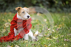 Cute pet dog as wearing red scarf - christmas card, winter concept