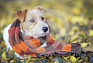 Cute pet dog as wearing scarf - christmas card, winter concept