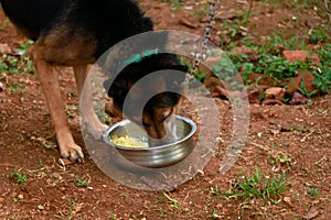 Cute pet dog eating its food at home