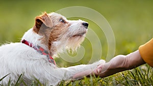 Cute pet dog giving paw to her owner trainer, friendship and love of human and animal photo