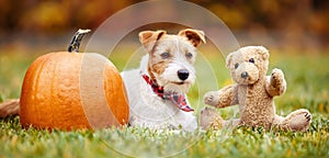 Cute pet dog listening in the grass, happy thanksgiving banner