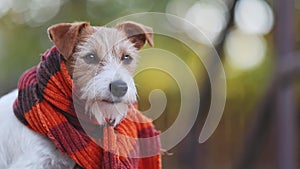 Cute pet dog listening and licking mouth, flu, cold winter concept