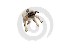Cute pet dog pug breed jumping with happiness feeling