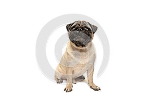 Cute pet dog pug breed sitting and smile with happiness feeling