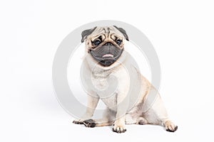 Cute pet dog pug breed sitting and smile with happiness feeling so funny