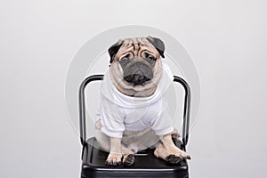 Cute pet dog pug breed smile with happiness feeling so funny and making serious face sitting on chair isolated on white background