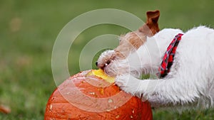 Cute pet dog puppy chewing, eating a pumpkin in autumn, happy thanksgiving