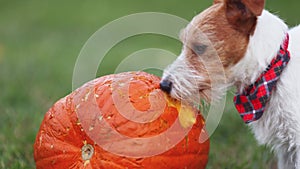 Cute pet dog puppy chewing, eating a pumpkin, happy thanksgiving concept