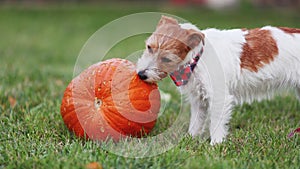 Cute pet dog puppy chewing, eating a pumpkin, happy thanksgiving concept