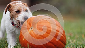 Cute pet dog puppy chewing, eating a pumpkin, happy thanksgiving concept