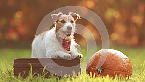 Cute pet dog puppy with a pumpkin in autumn, fall or happy thanksgiving concept