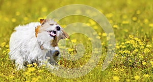 Cute pet dog puppy scratching in the grass with flowers