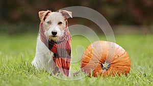 Cute pet dog puppy sitting with a pumpkin in autumn, halloween, fall or happy thanksgiving concept