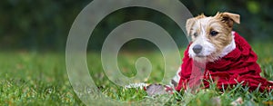 Cute pet dog wearing a scarf - christmas card, winter concept, web banner idea