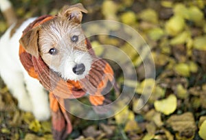Cute pet dog wearing a scarf