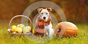 Cute pet dog wearing scarf and sitting with autumn fall quince apples and pumpkin