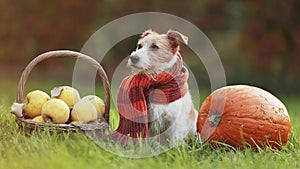 Cute pet dog wearing scarf and sitting with autumn fall quince apples and pumpkin