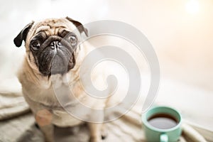 Cute pet face. Small cool dog pug sitting on a windowsill next to the coffee tea cup looking to the camera.