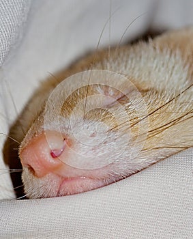 Cute Pet ferret sleeping.