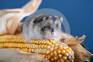 Cute pet hamster with corn