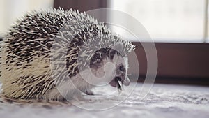 Cute pet hedgehog eating cockroach sitting on window sill