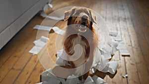 Cute pet misbehave home close up. Naughty dog unrolling chewing toilet paper