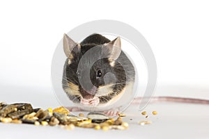 Cute pet mouse feeding
