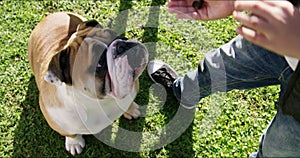 Cute pet, puppy or dog eating a treat from the owner outdoors in a park after playing on the grass. Young boy feeding