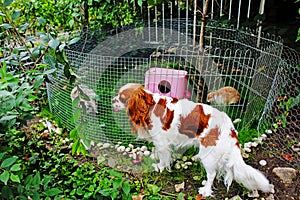 Cute pet rabbit outdoor playground. Cage coop hutch. Lop eared rabbits bunny pets play in the garden. Cute bunnies