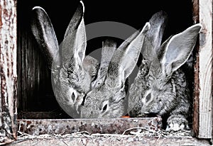 Cute pet rabbits in a cage
