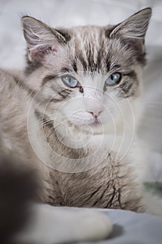 Cute pet Ragdoll cat was waken.