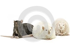 Cute pet rats on a white background