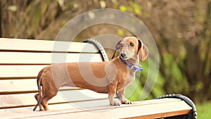 Cute pet stands on a park bench waiting for its owner. Little dachshund in a collar. Close up shot video. Slow motion