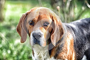 Cute pet on sunny day. Dog with long ears on summer outdoor. Beagle walk on fresh air. Companion or friend and