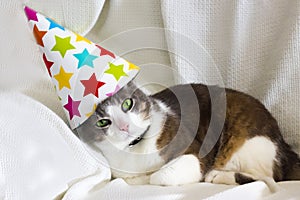 Cute pet tabby cat with birthday party hat